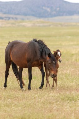 vahşi at kısrak ve yaz aylarında Utah çölde tayı