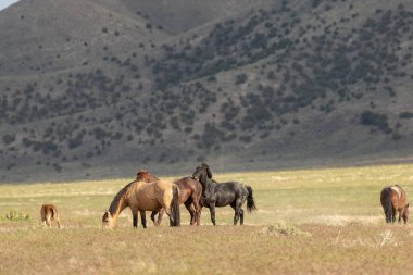 Yaz aylarında Utah çölde vahşi atlar