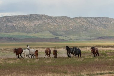 Yaz aylarında Utah çölde güzel vahşi atlar