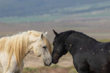 Yaz aylarında Utah çölde güzel vahşi atlar
