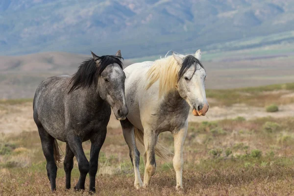 Piękne Dzikie Konie Pustyni Utah Lecie — Zdjęcie stockowe