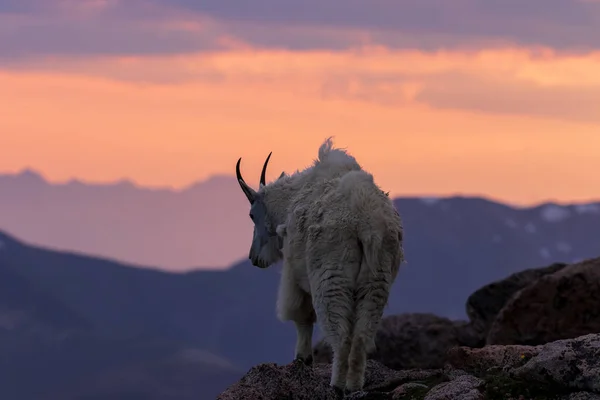 Une Chèvre Montagne Contre Coucher Soleil Coloré Colorado — Photo