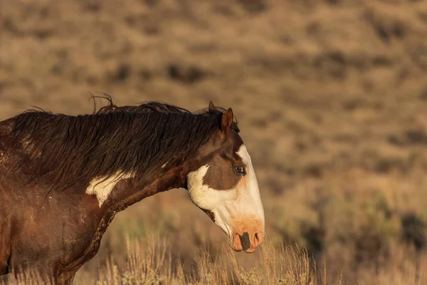 Majestic Wild Horse Sand Wash Basin Colorado — Stock Photo, Image