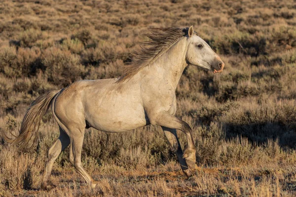 Majestoso Cavalo Selvagem Bacia Lavagem Areia Colorado — Fotografia de Stock