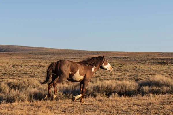 Een Majestueuze Wild Paard Zand Wastafel Colorado — Stockfoto