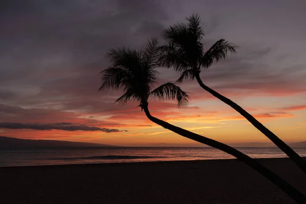 棕榈树在美丽的毛伊岛海滩日落的轮廓 — 图库照片