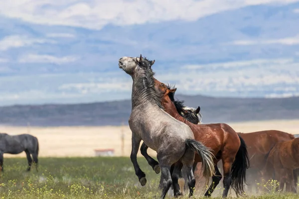 Pair Wild Horse Stallions Fighting Utah Desert Summer — Stock Photo, Image
