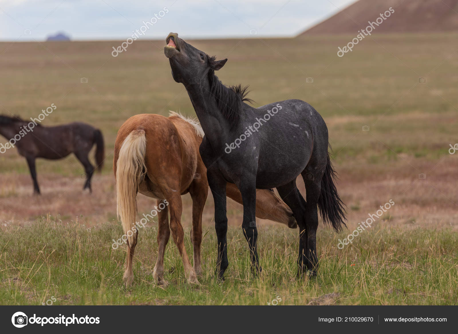 Ville Hester Som Parrer Seg Utah Ørkenen – stockfoto © twildlife #210029670, image size:1600x1167