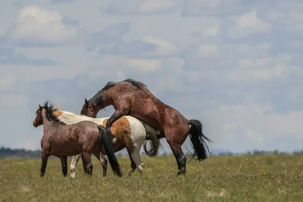 wild horses mating in the Utah desert