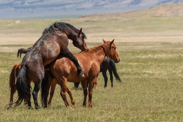 Cavalos Selvagens Acasalando Deserto Utah — Fotografia de Stock