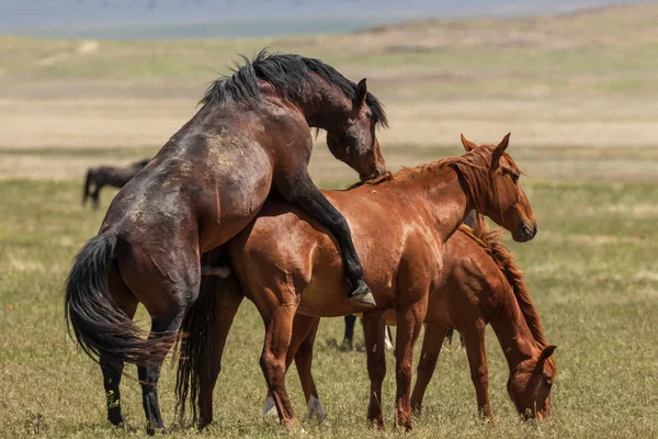 wild horses mating in the Utah desert