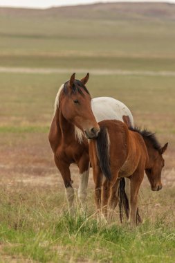 Utah çölünde vahşi bir kısrak ve tay.
