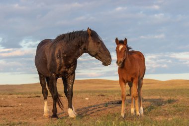 Utah çölünde vahşi bir kısrak ve tay.