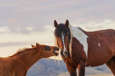 Utah çölünde vahşi bir kısrak ve tay.