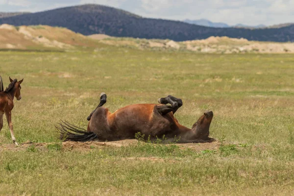 ユタの砂漠で野生の馬の悪夢と恐怖 — ストック写真
