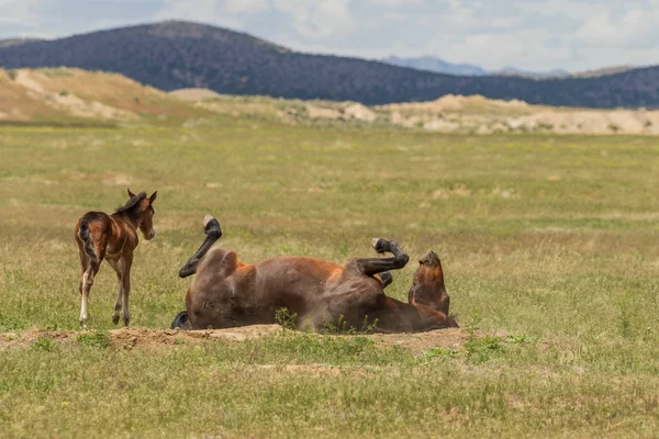 Une Jument Sauvage Poulain Dans Désert Utah — Photo