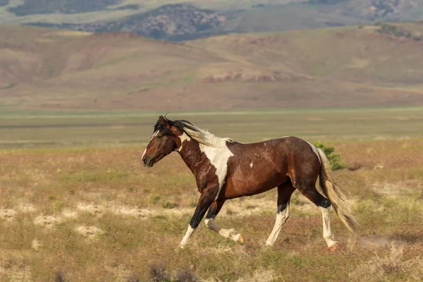 Majestoso Cavalo Selvagem Deserto Utah Verão — Fotografia de Stock