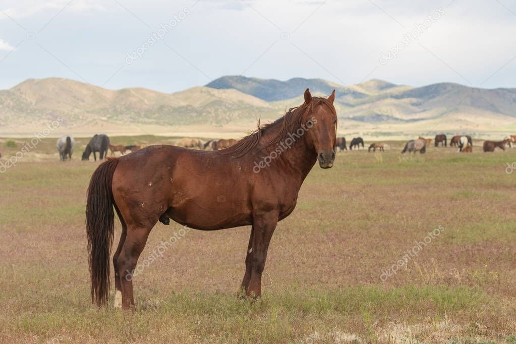 a majestic wild horse in the Utah desert in summer