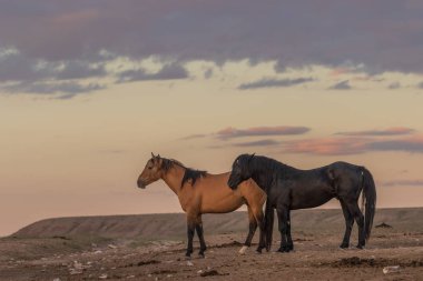Yaz aylarında Utah çölde güzel vahşi atlar