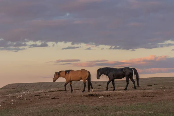 Yaz Aylarında Utah Çölde Güzel Vahşi Atlar — Stok fotoğraf