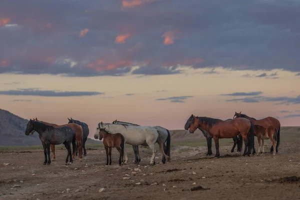 Belos Cavalos Selvagens Deserto Utah Verão — Fotografia de Stock