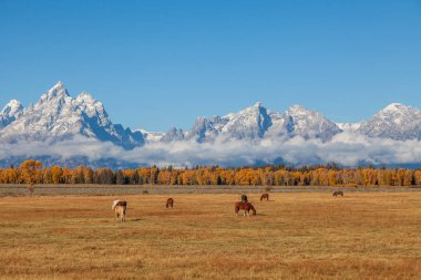 Tetons sonbaharda otlatma at sürüsü