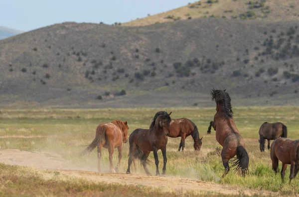 Pair Wild Horses Stallions Fighting Utah Desert Summer — Stock Photo, Image