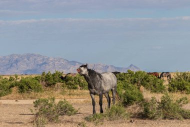 komik bir tabir ile Utah çölde vahşi bir at