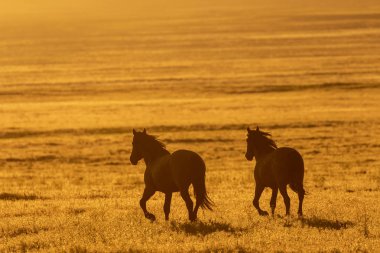 gündoğumu vahşi atlara Utah çölde sürüsü