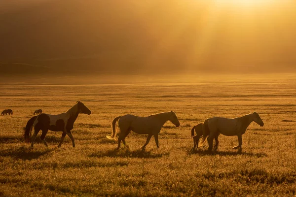 Eine Herde Wilder Pferde Bei Sonnenaufgang Der Wüste Utah — Stockfoto