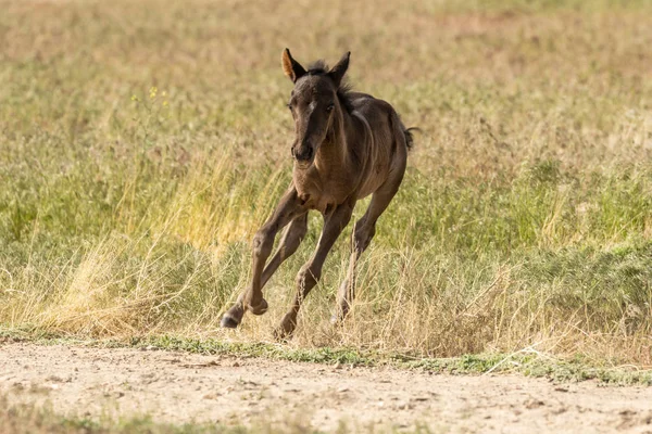 ユタ砂漠での可愛い野生の馬の群れ — ストック写真