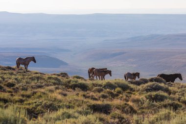 Yaz aylarında Kuzey Batı Colorado kum lavabo içinde güzel vahşi atlar