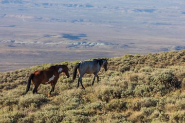 Yaz aylarında Kuzey Batı Colorado kum lavabo içinde güzel vahşi atlar