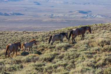 Yaz aylarında Kuzey Batı Colorado kum lavabo içinde güzel vahşi atlar