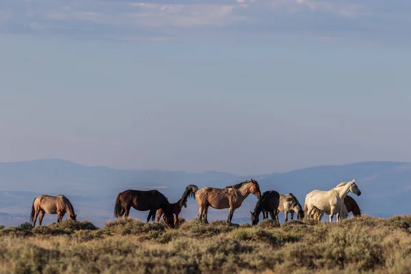 Beautiful Wild Horses Sand Wash Basin Northwest Colorado Summer — Stock Photo, Image