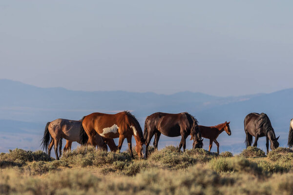 beautiful wild horses in sand wash basin in northwest Colorado in summer