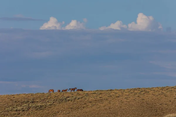 Schöne Wildpferde Sandwaschbecken Nordwestlichen Colorado Sommer — Stockfoto