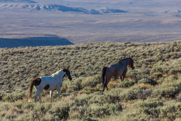 Beautiful Wild Horses Sand Wash Basin Northwest Colorado Summer — Stock Photo, Image