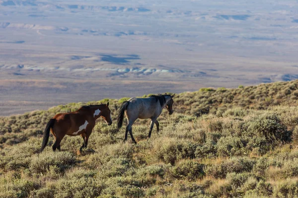 Yaz aylarında Kuzey Batı Colorado kum lavabo içinde güzel vahşi atlar