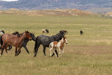 Yaz aylarında Utah çölde vahşi atlar