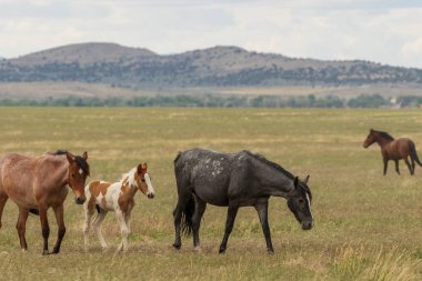 Yaz aylarında Utah çölde vahşi atlar