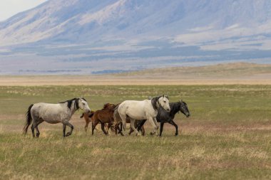 Yaz aylarında Utah çölde vahşi atlar