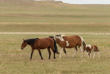 Yaz aylarında Utah çölde vahşi atlar