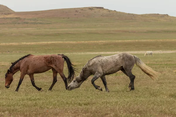 Cavalos Selvagens Deserto Utah Verão — Fotografia de Stock