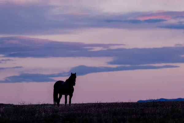 Ein Wildes Pferd Bei Sonnenaufgang Der Wüste Utah — Stockfoto