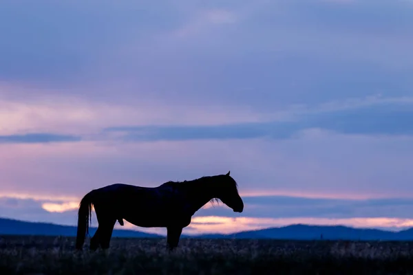 Wild Horse Silhouetted Sunrise Utah Desert — Stock Photo, Image
