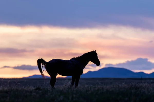 Cheval Sauvage Silhouette Lever Soleil Dans Désert Utah — Photo