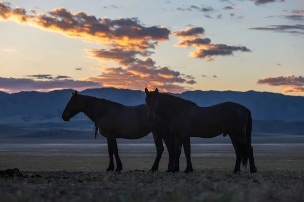 Divoký Kůň Siluetu Při Východu Slunce Poušti Utah — Stock fotografie