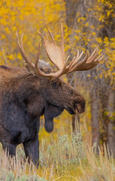 Toro Shiras Alce Rutina Otoño Wyoming —  Fotos de Stock