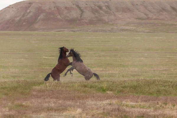 Uta çölünde savaşan bir çift vahşi at.